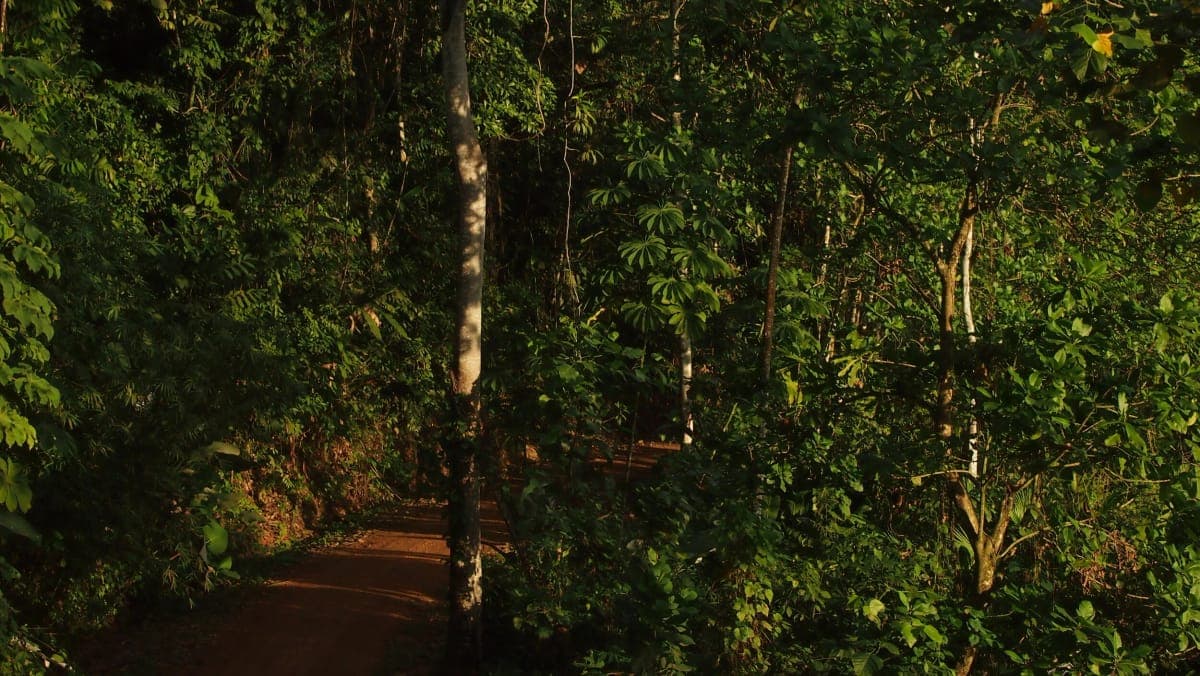 Cloudforest
